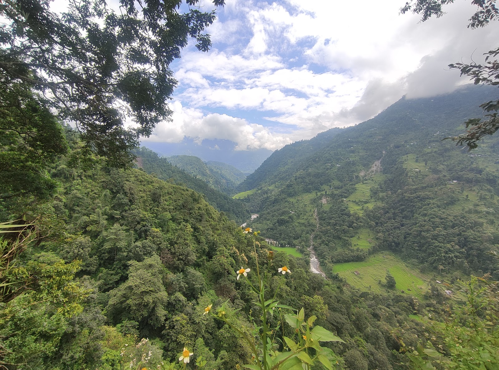 Rhododendron Forests