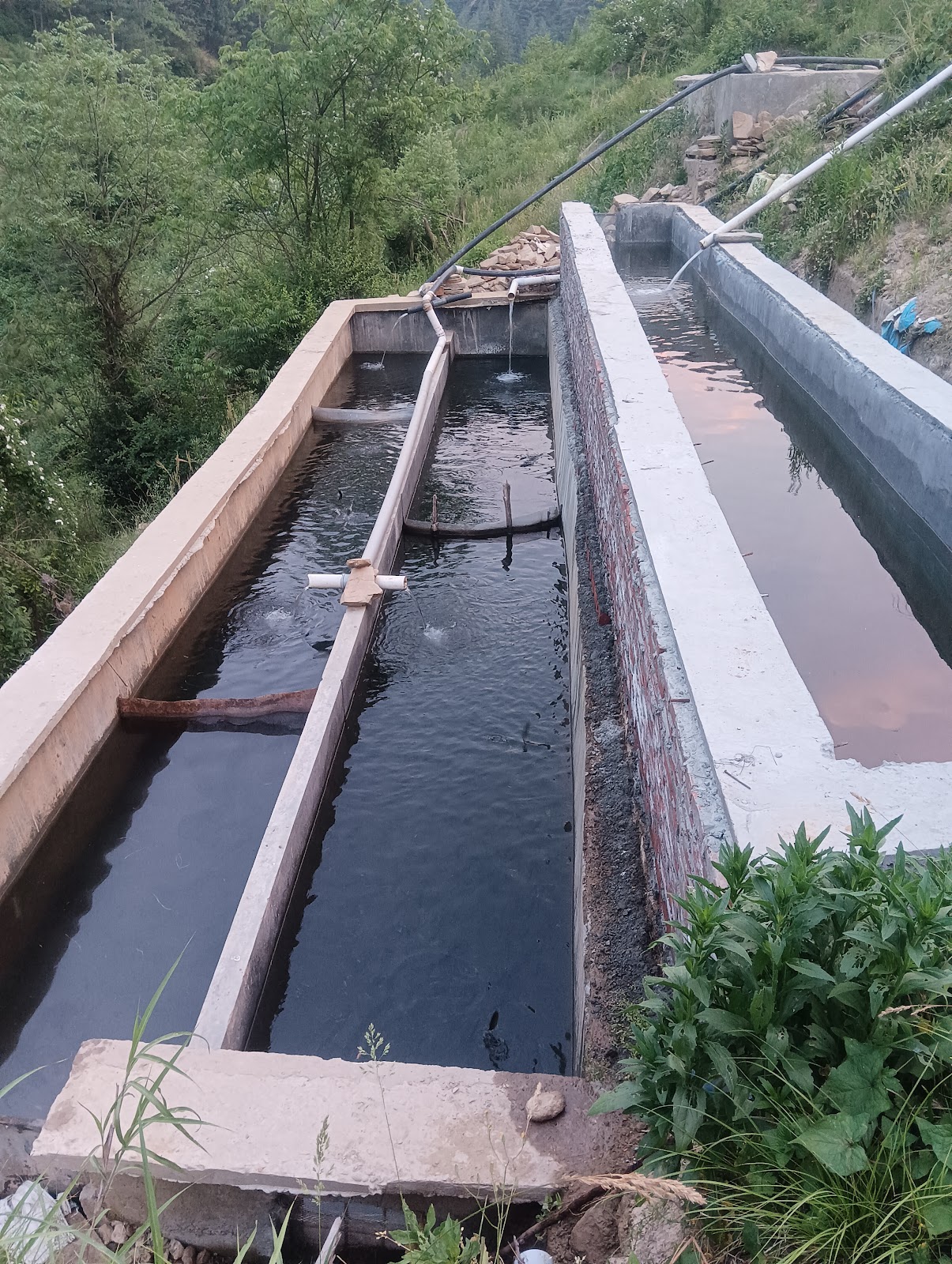Trout Farms of Rohru