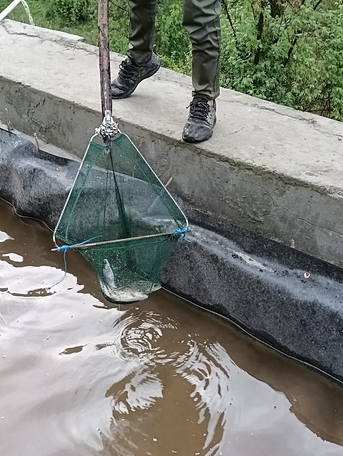 Trout Farms of Rohru