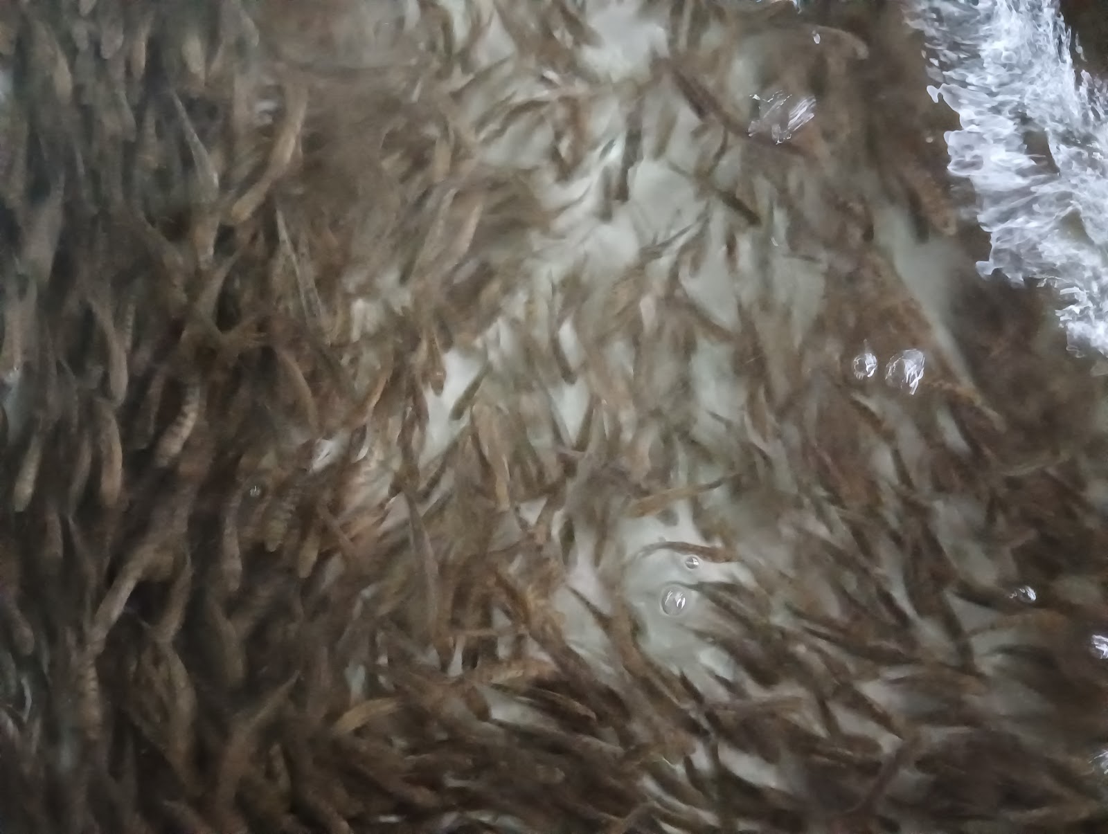 Trout Farms of Rohru