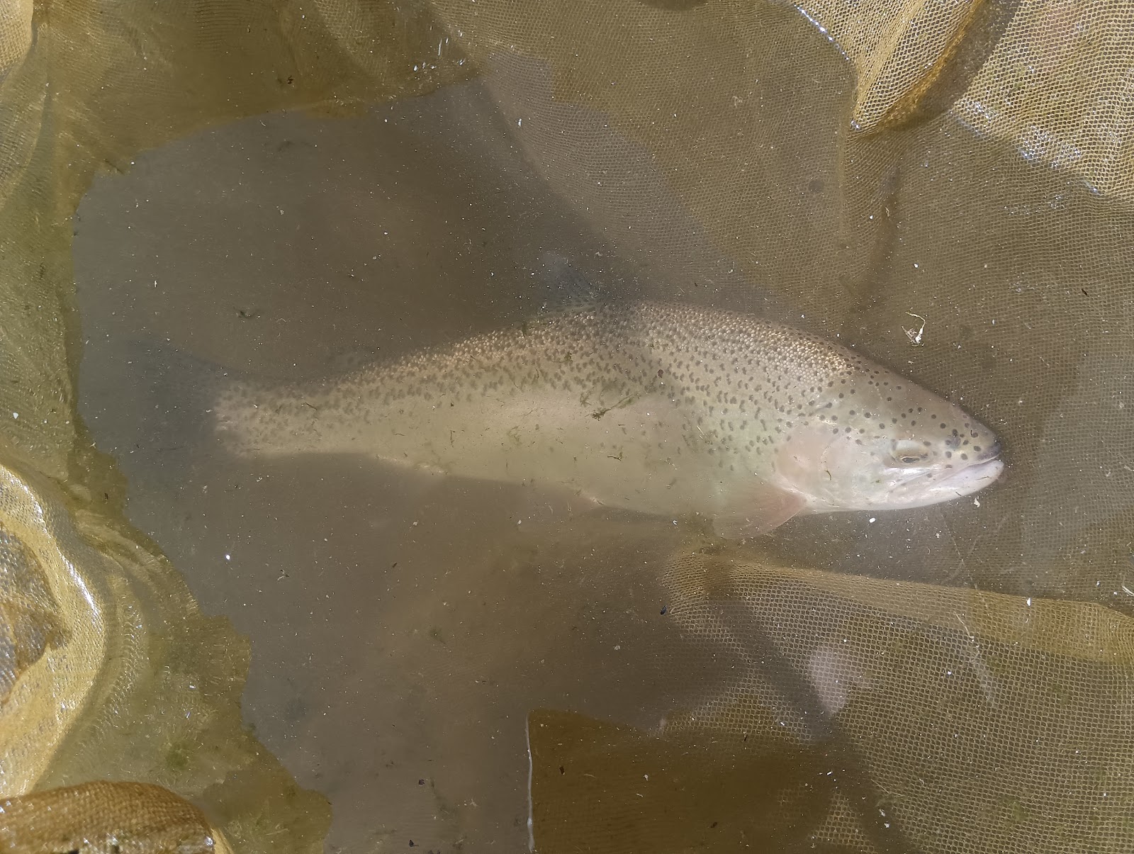 Trout Farms of Rohru