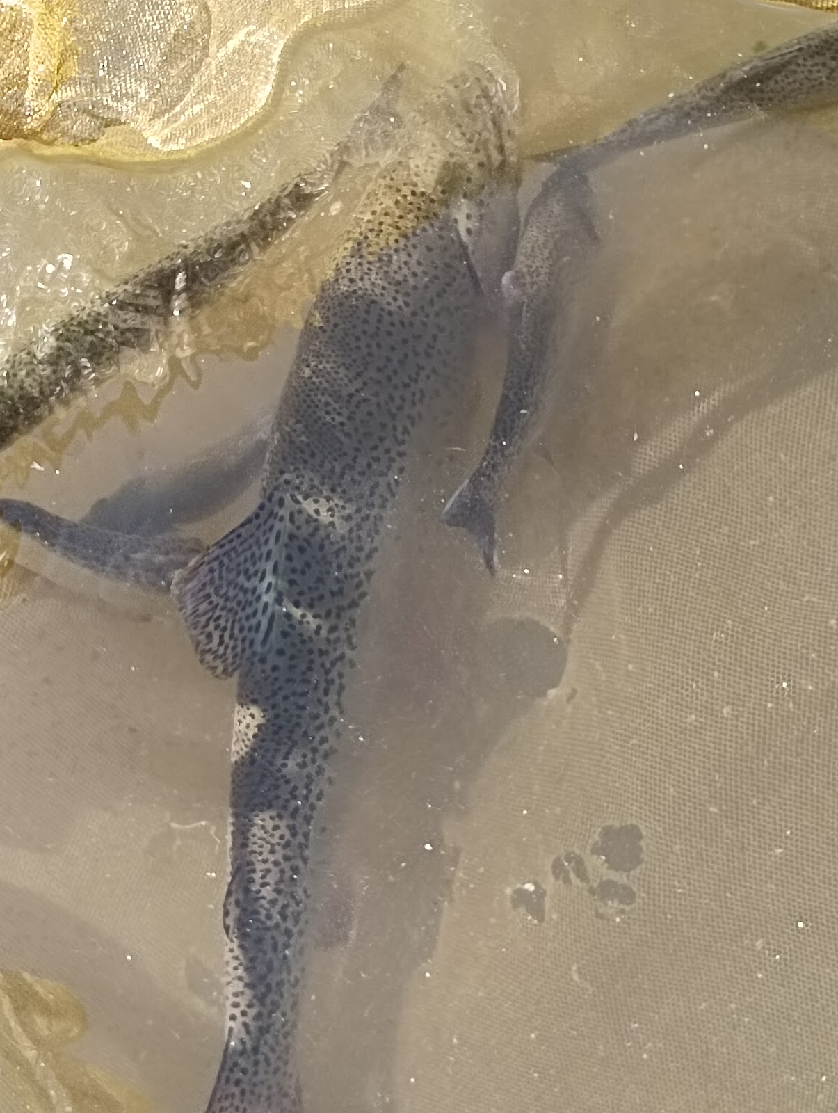 Trout Farms of Rohru