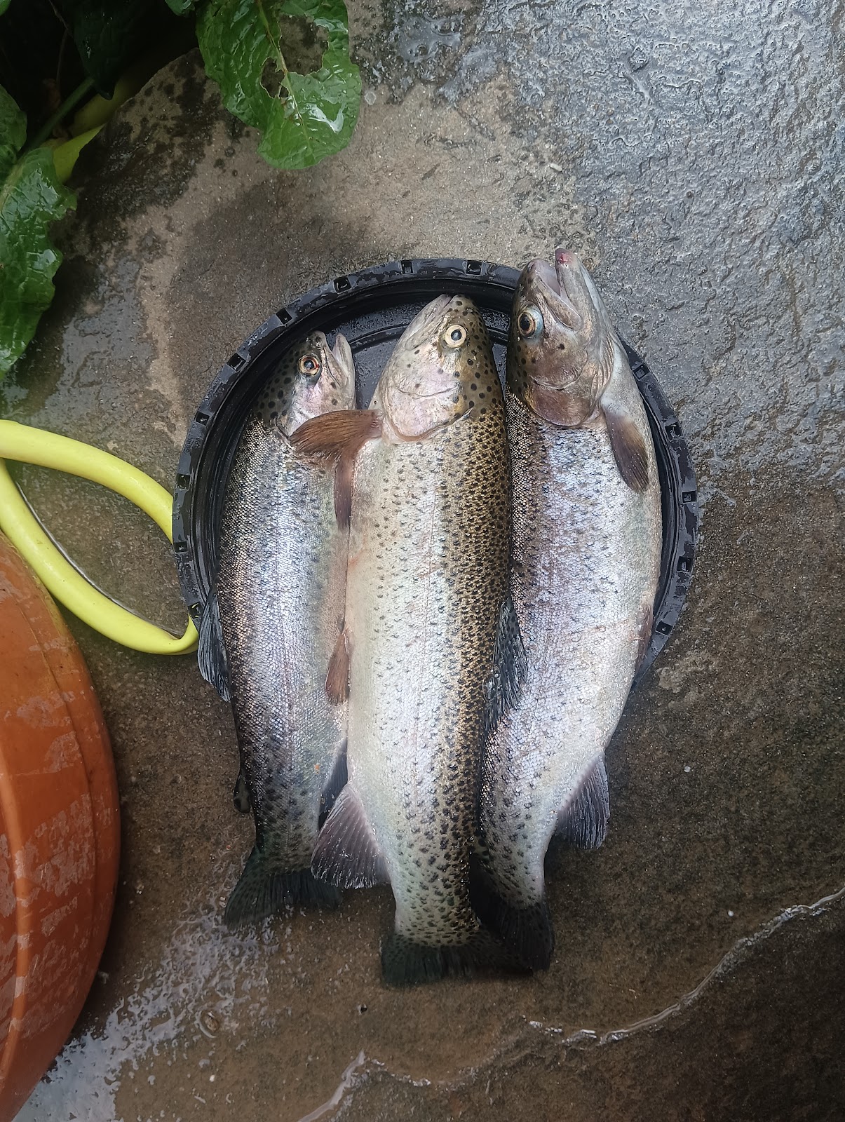 Trout Farms of Rohru