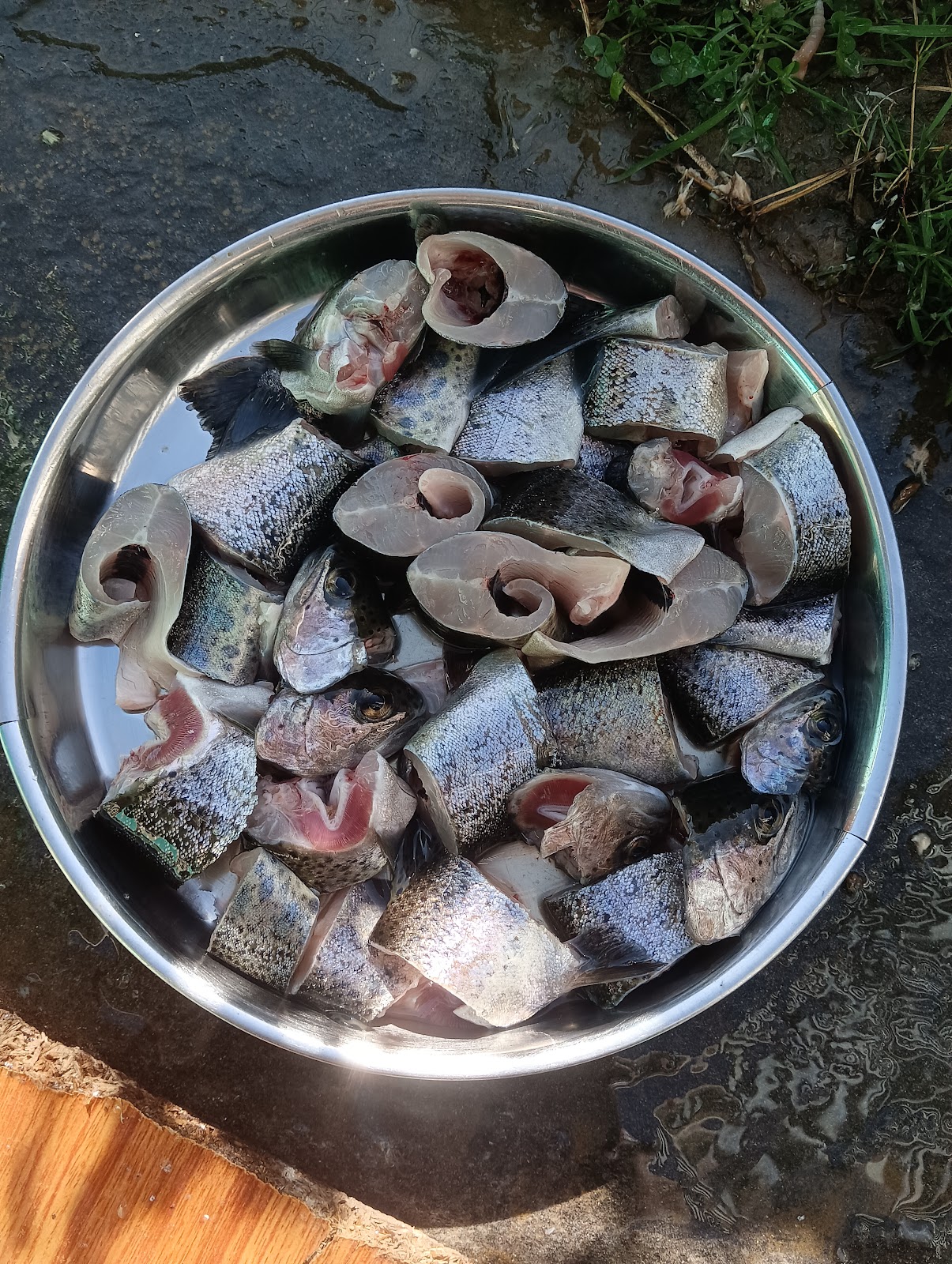 Trout Farms of Rohru