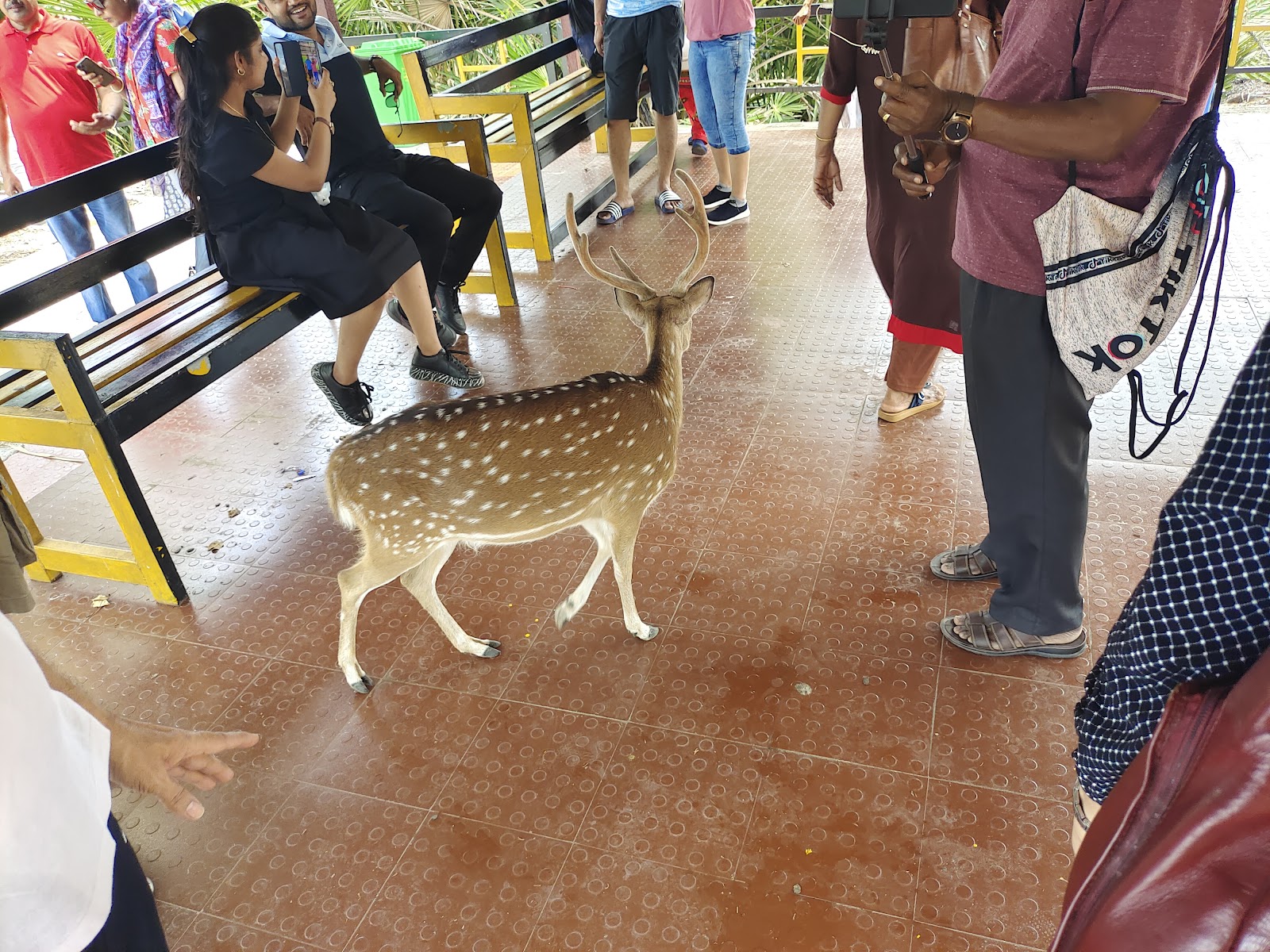 Netaji Subhash Chandra Bose Island Ross Island