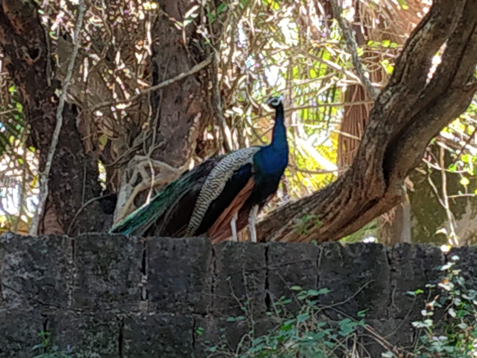 Netaji Subhash Chandra Bose Island Ross Island