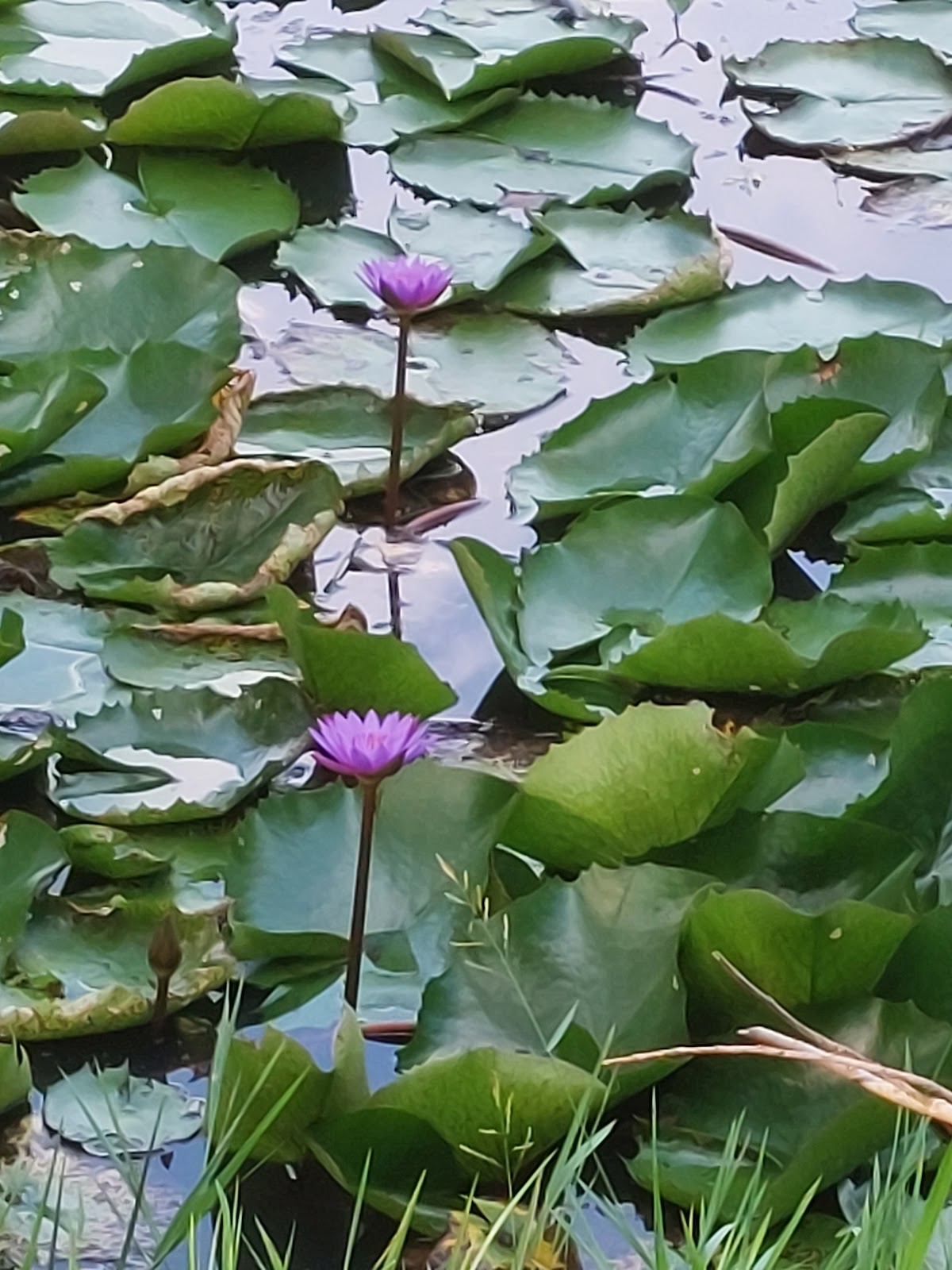 Trishna Wildlife Sanctuary