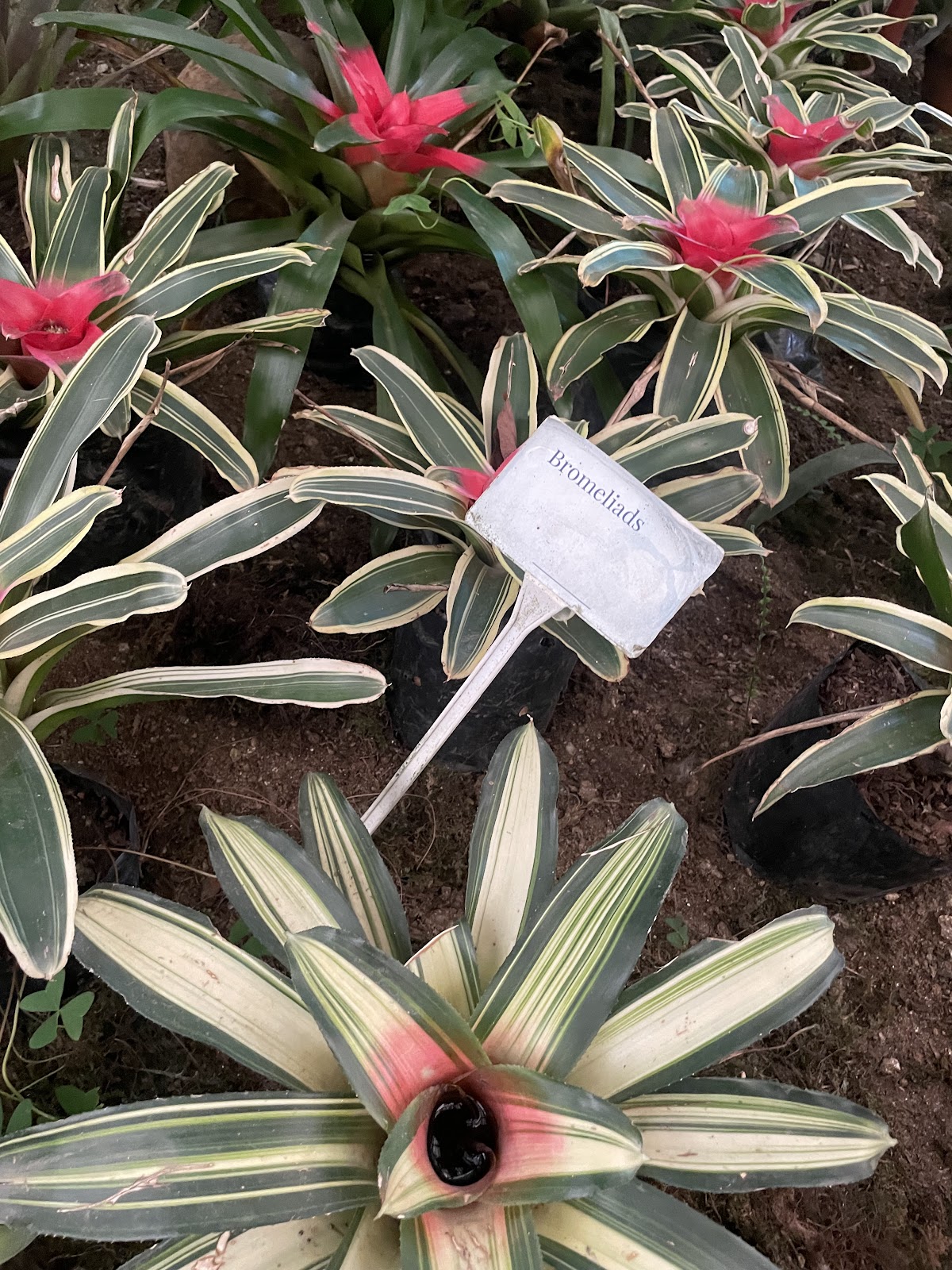 Flower Exhibition Centre