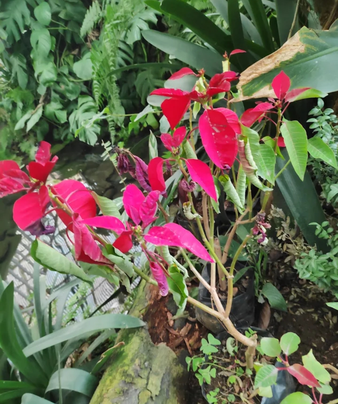 Flower Exhibition Centre