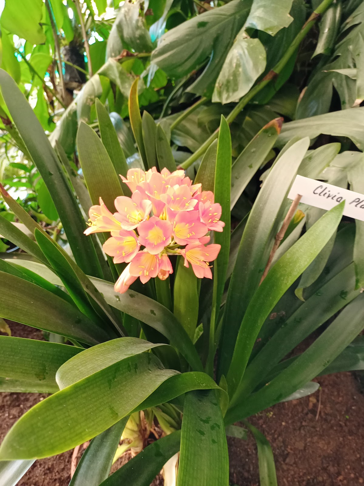 Flower Exhibition Centre