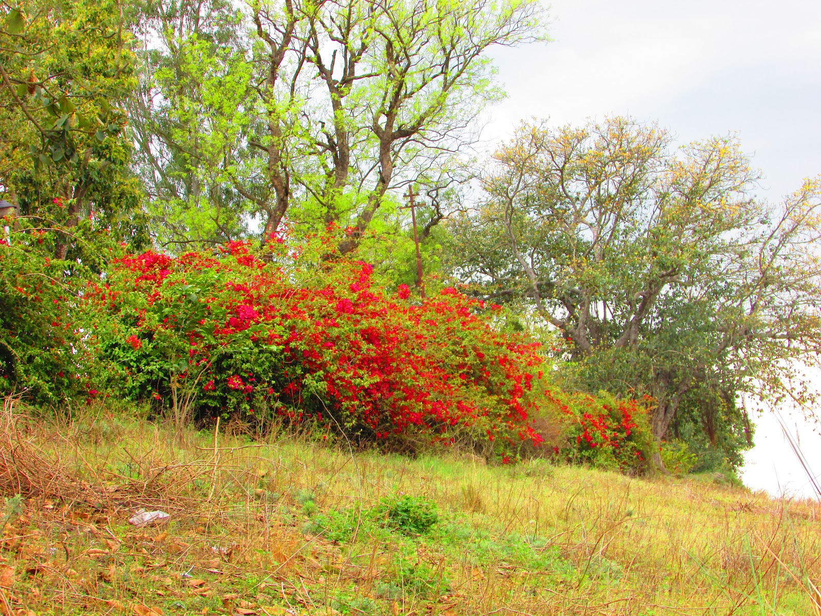 Rupnagar Wetland and Bird Sanctuary