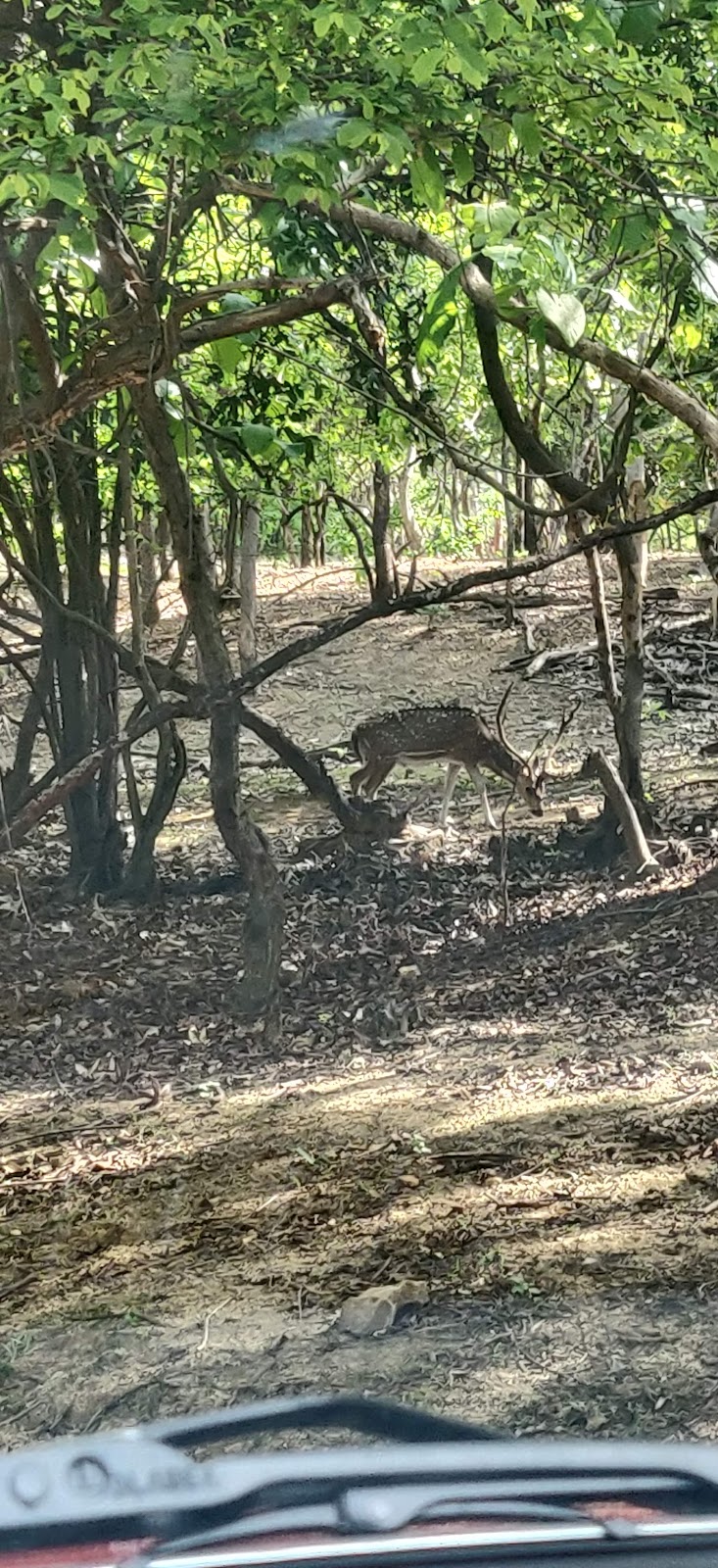 Pocharam Wildlife Sanctuary