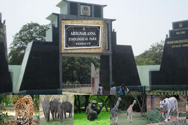 Arignar Anna Zoological Park