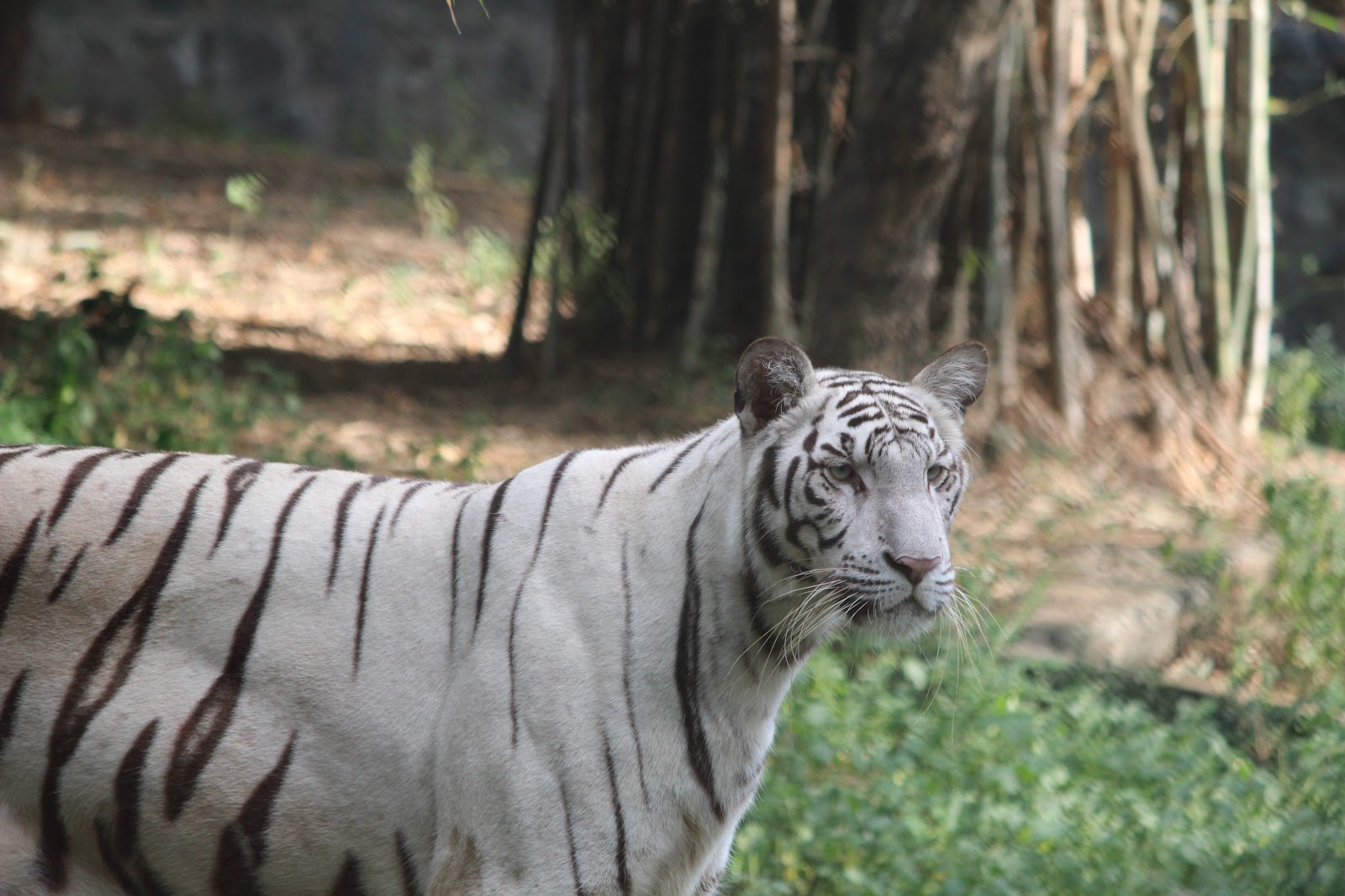 Arignar Anna Zoological Park