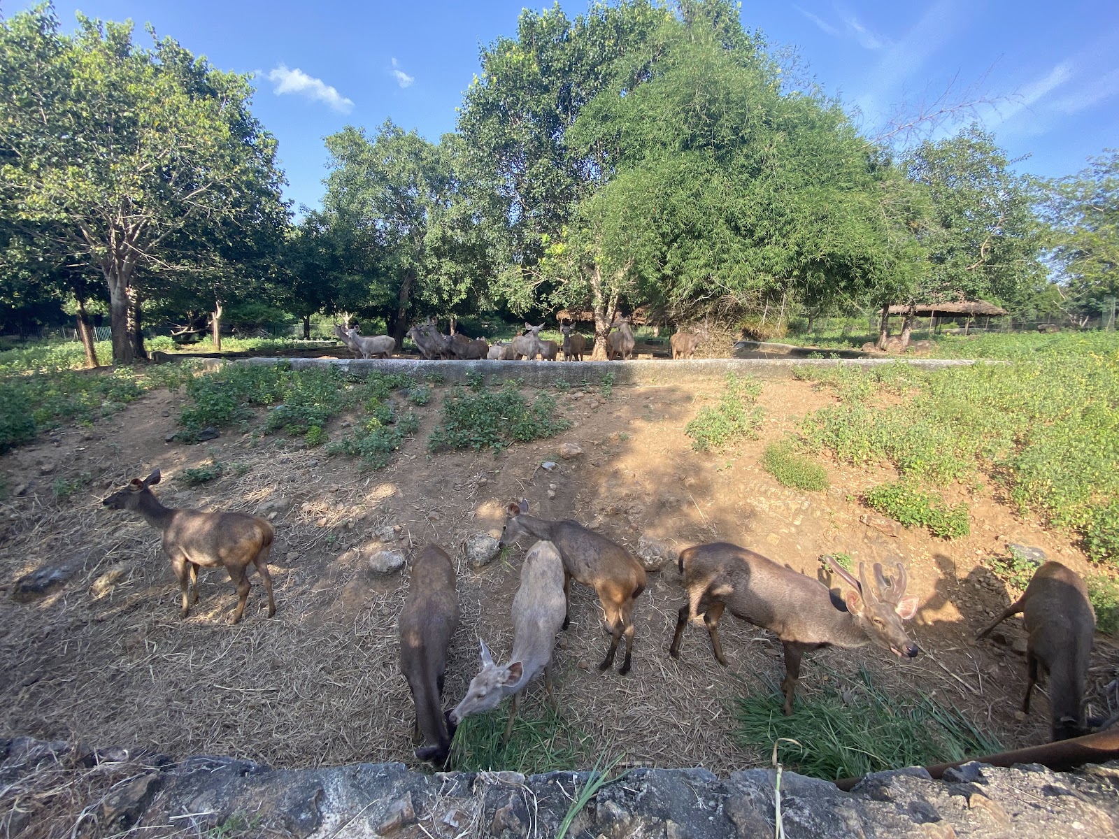 Arignar Anna Zoological Park