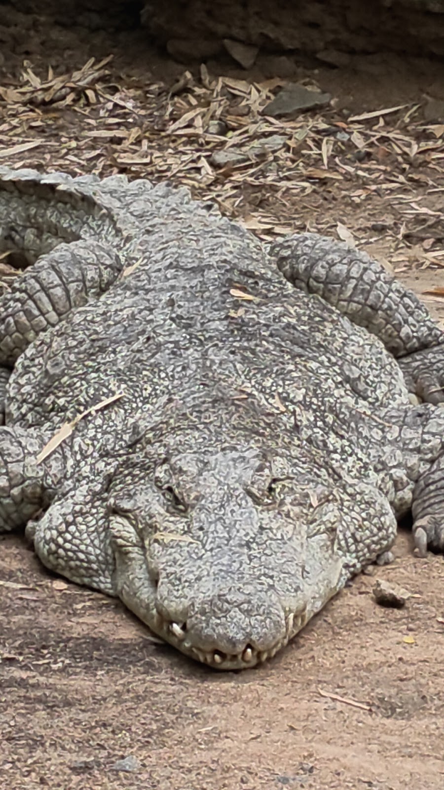 Arignar Anna Zoological Park