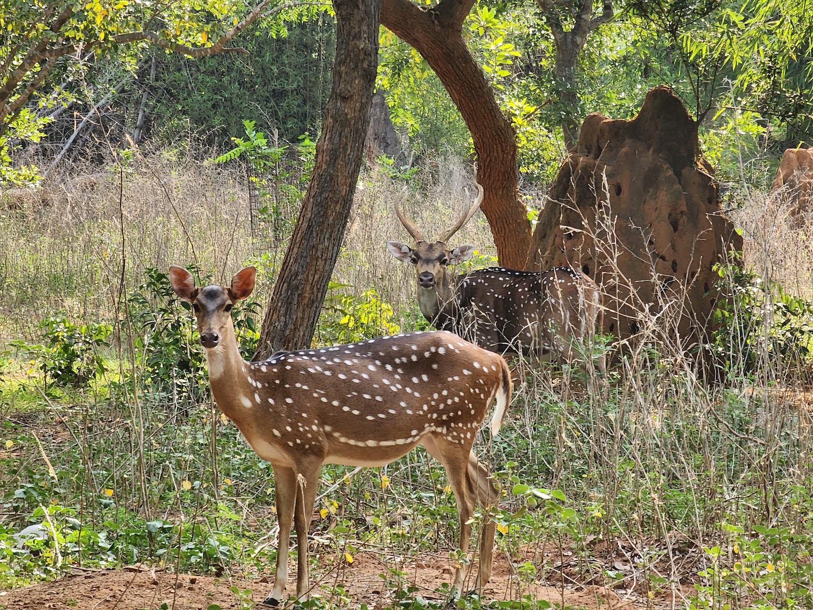 Arignar Anna Zoological Park