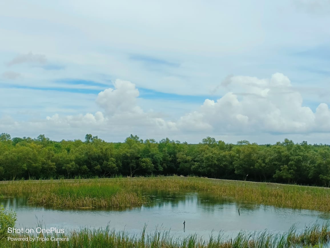 Sundarbans Mangrove Forest
