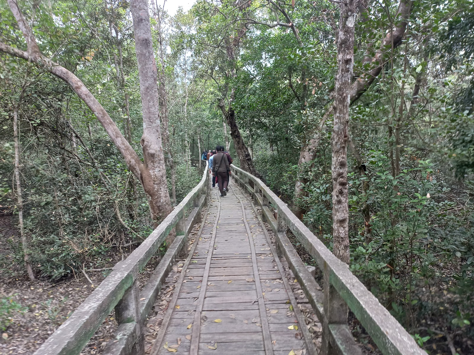 Sundarbans Mangrove Forest