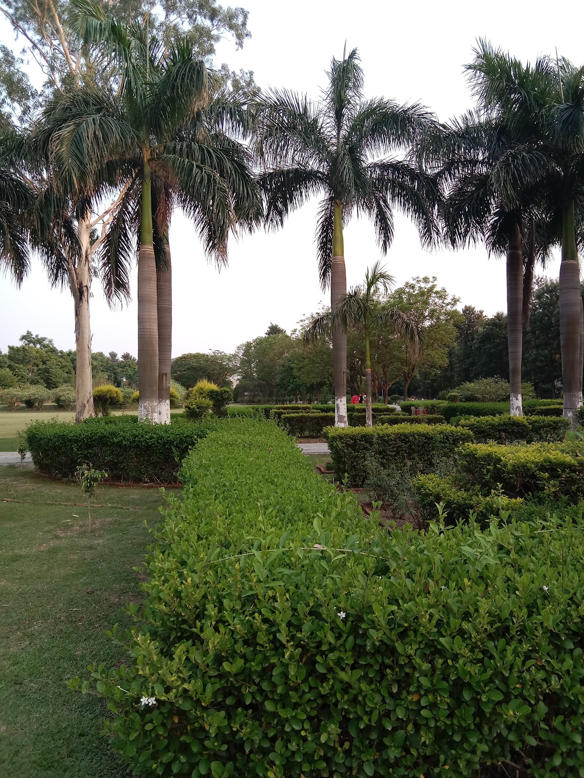 Town Park Saha