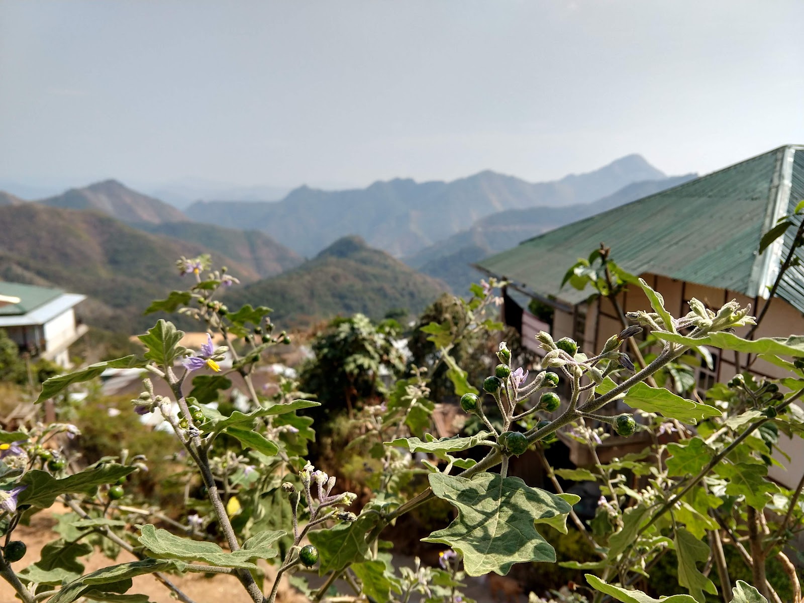 Local Market Saitual