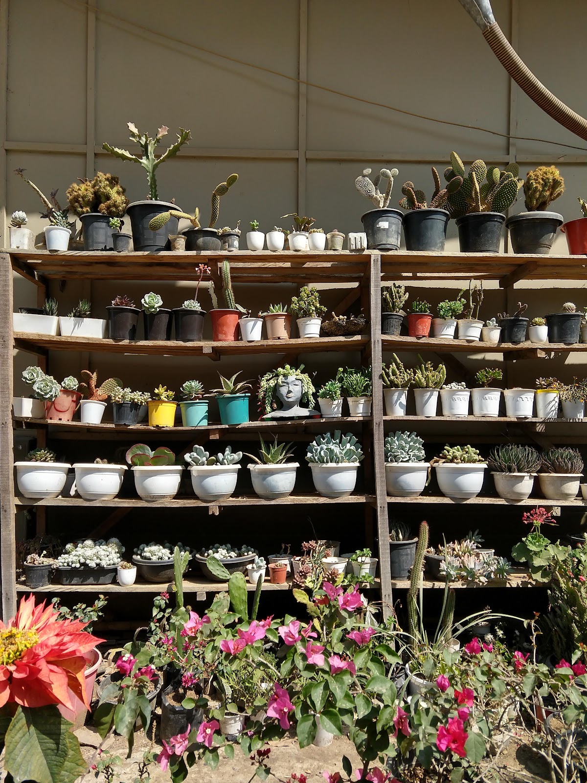 Local Market Saitual