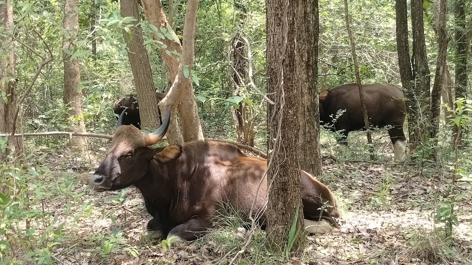 Debrigarh Wildlife Sanctuary