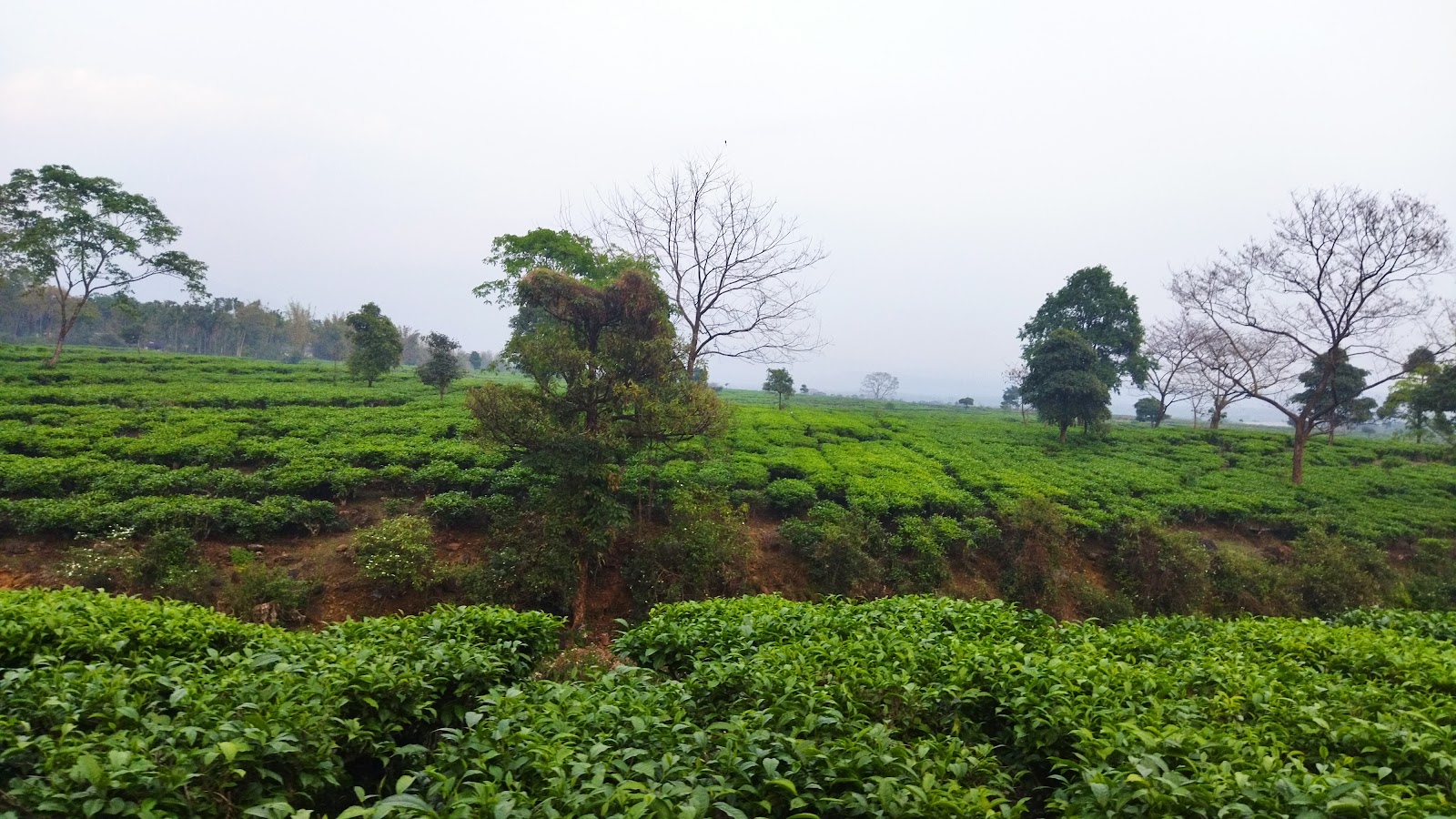 Samsing - A Hidden Gem in West Bengal