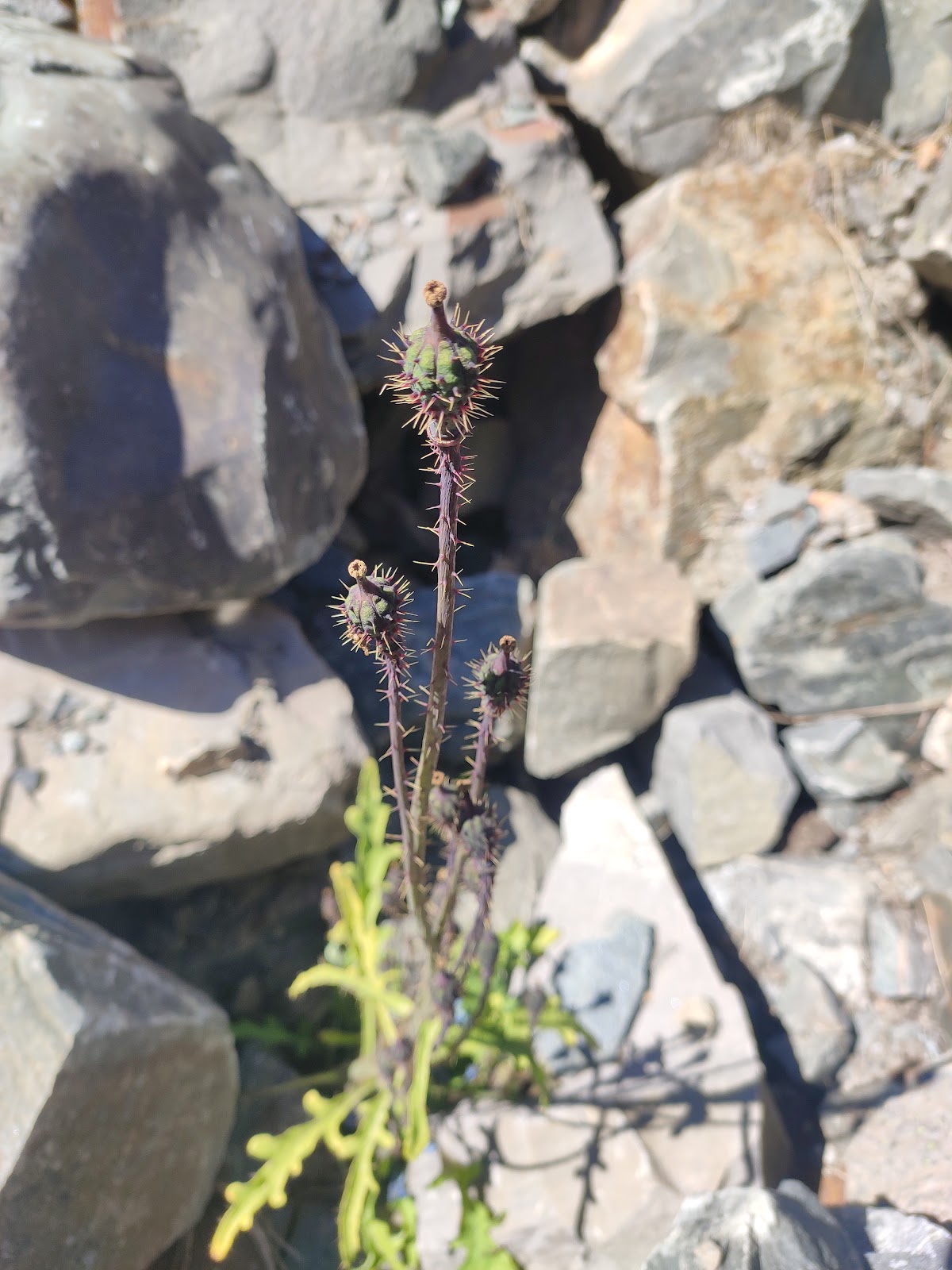 Sangla Wildlife Sanctuary