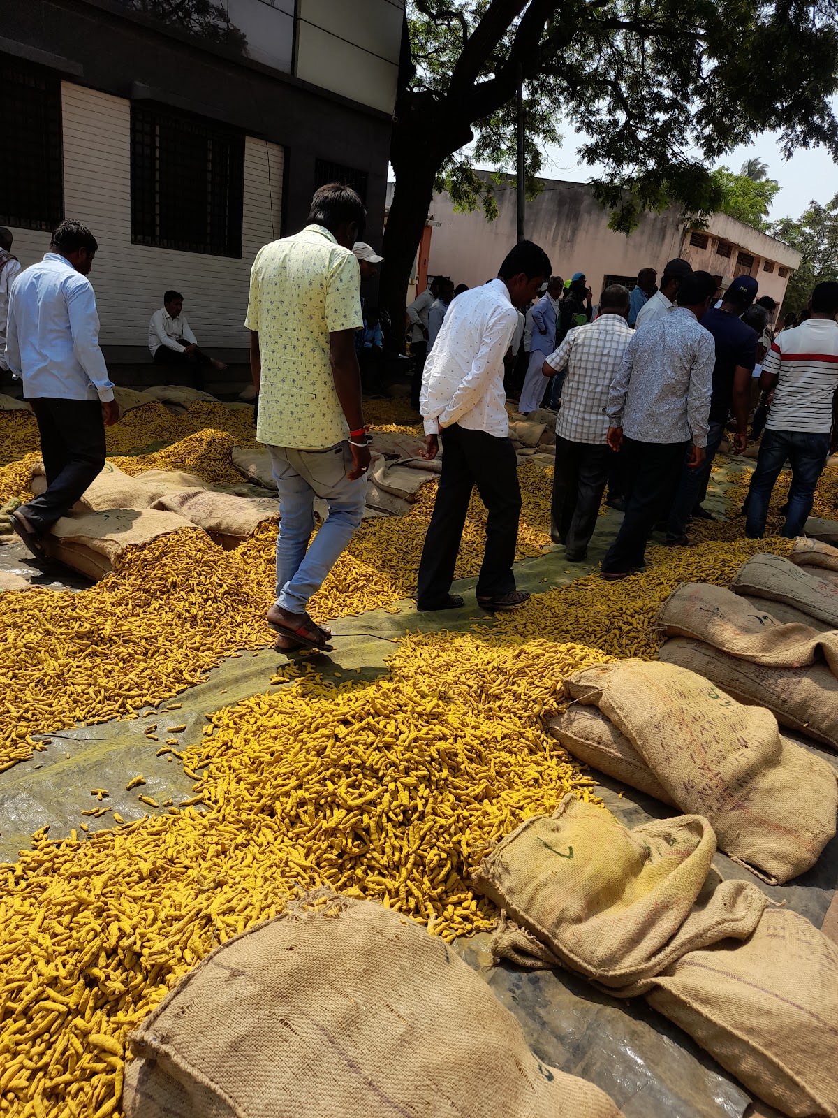 Sangli Turmeric Market