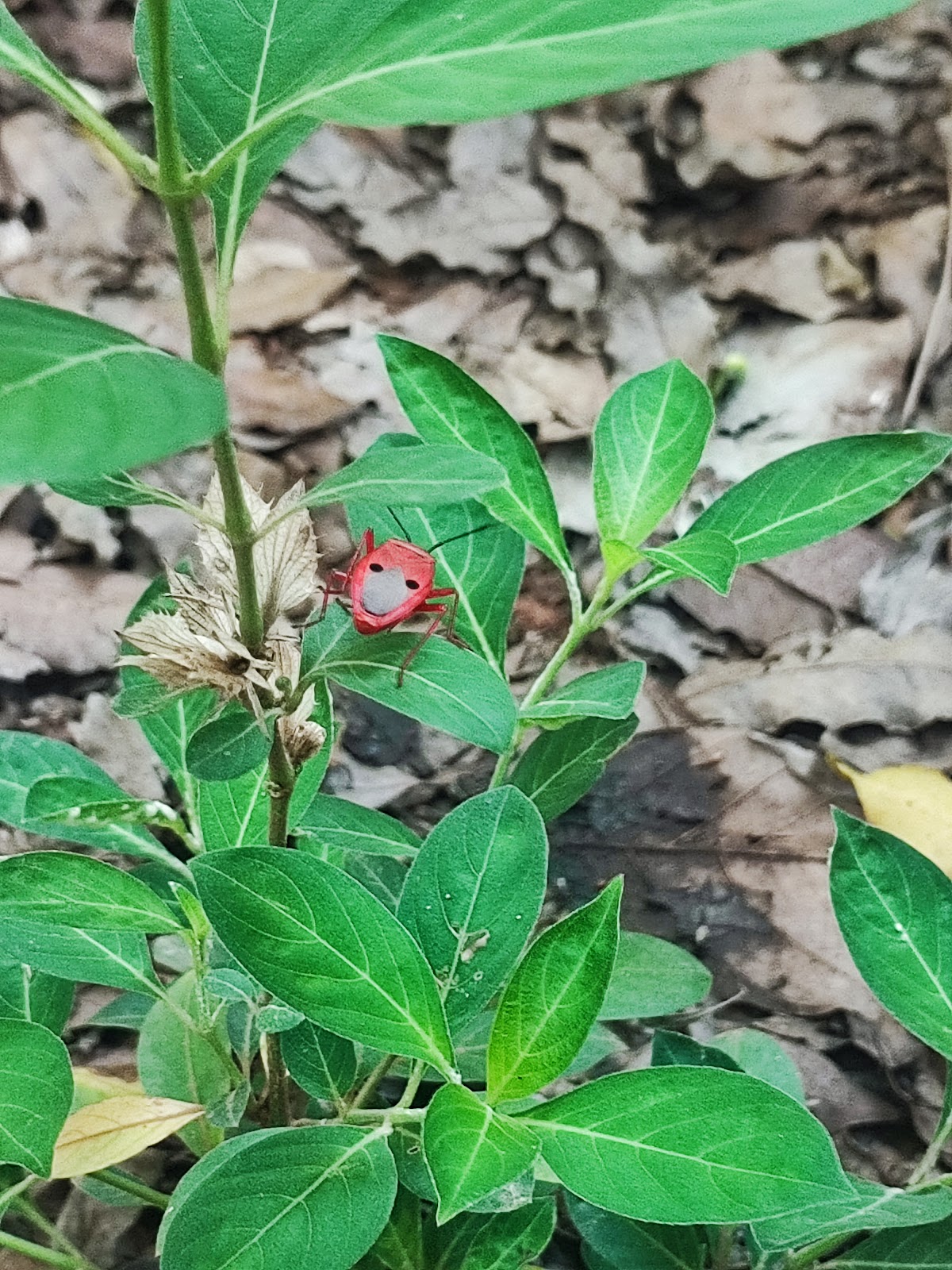 Forest Interpretation Centre