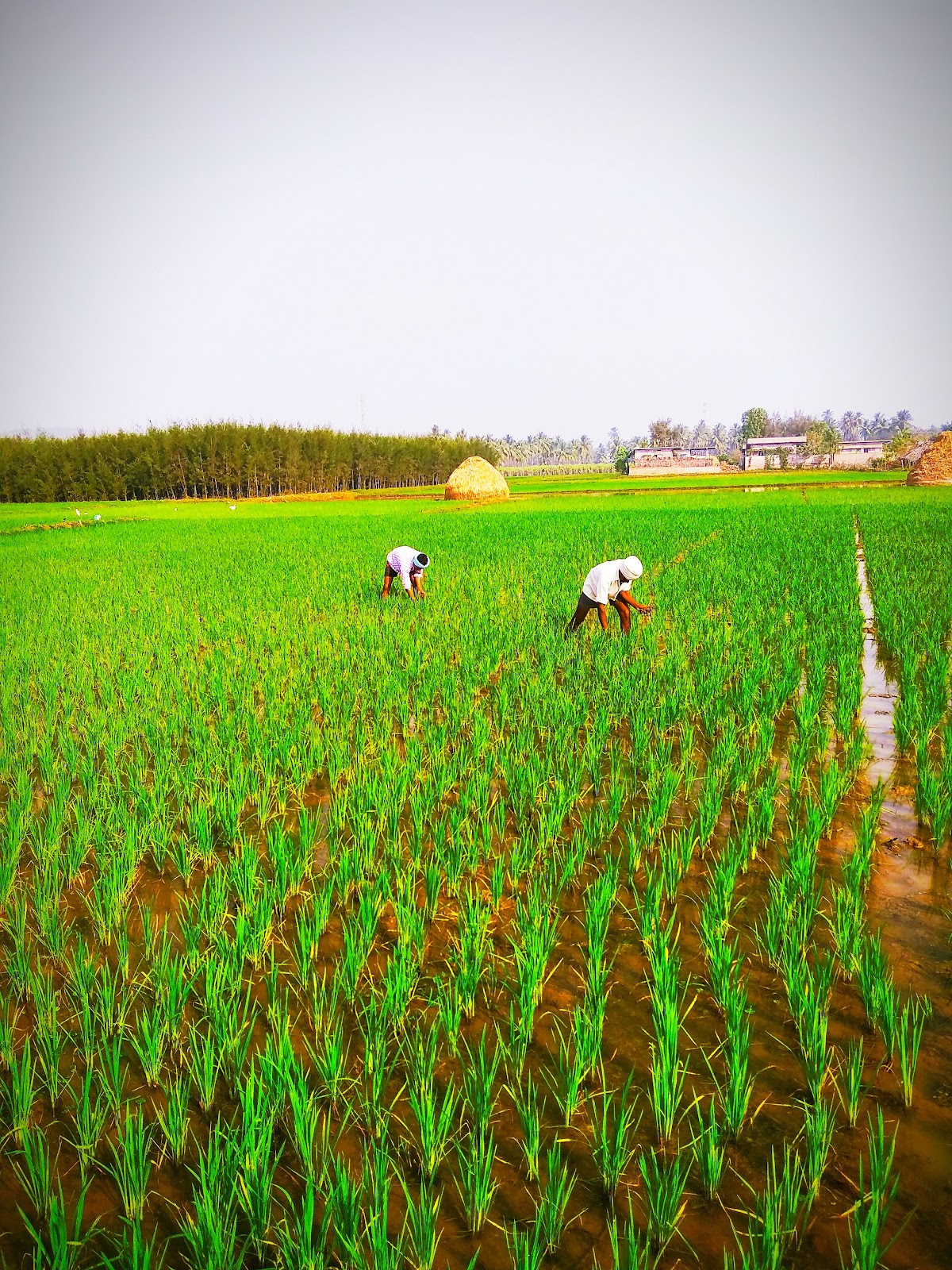 Sankhavaram Village Walk