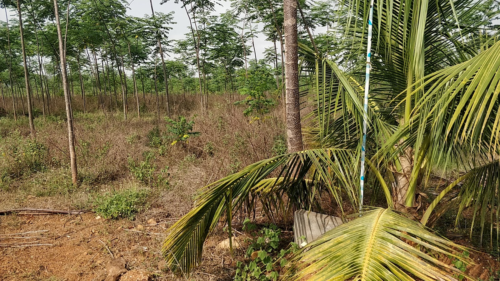 Sankhavaram Village Walk