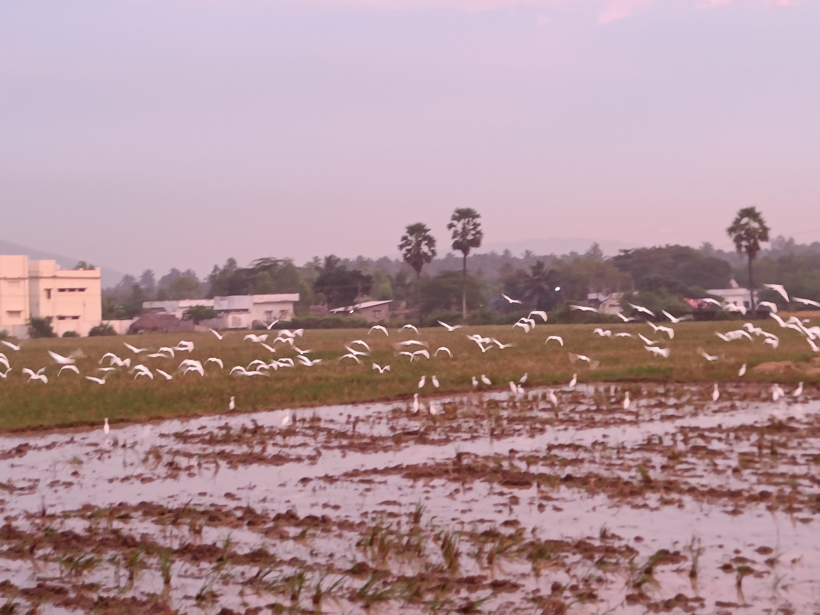 Sankhavaram Village Walk