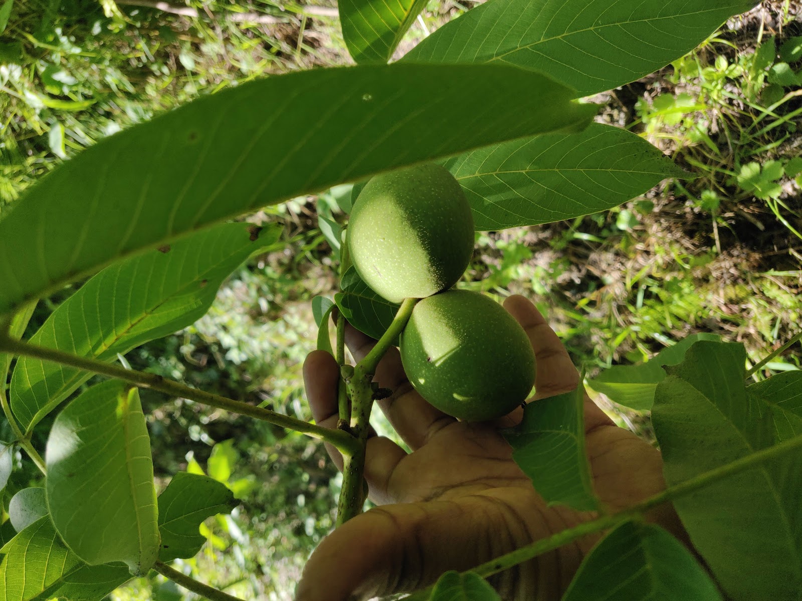 HPTDC Apple Orchards