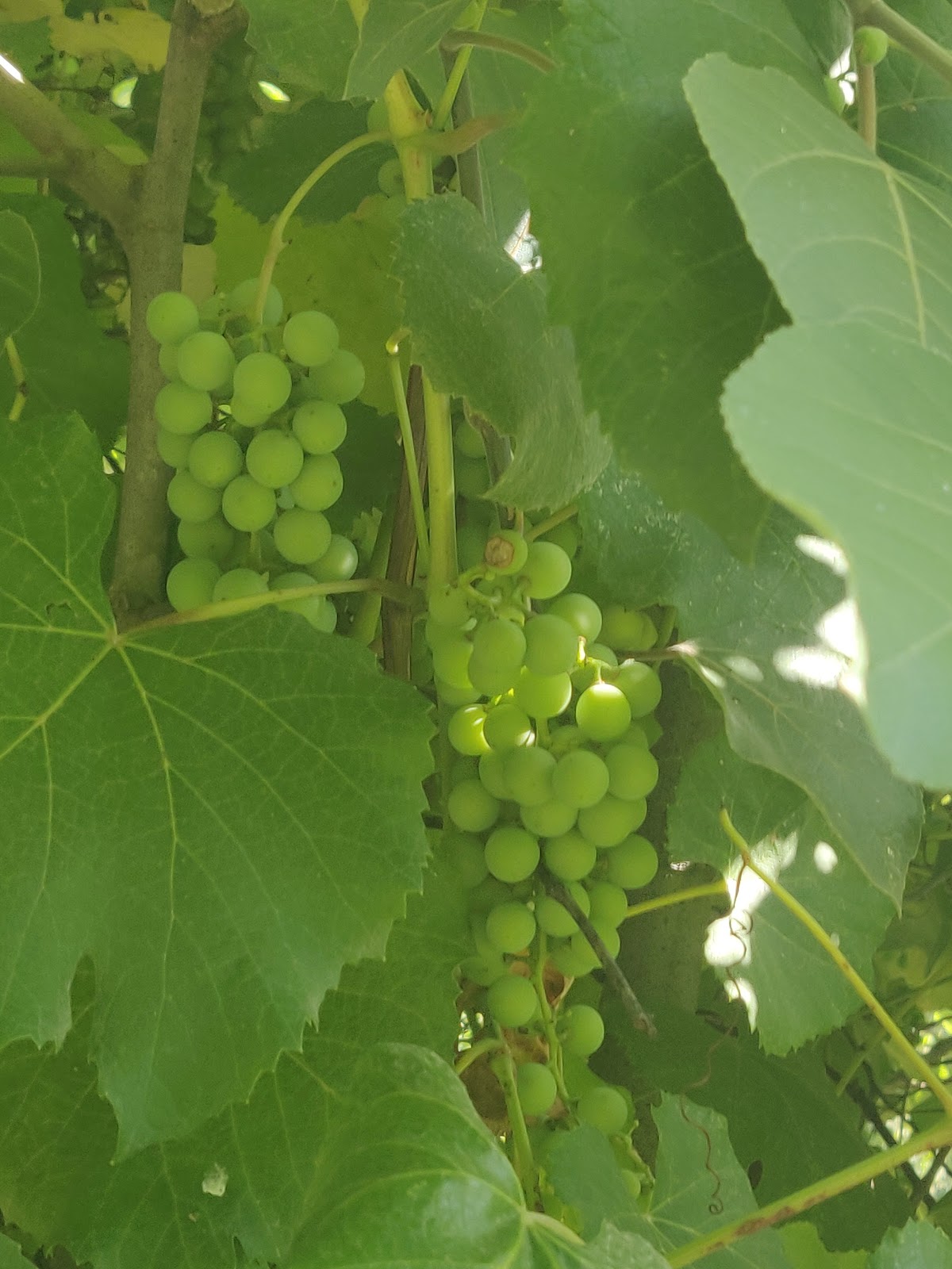 HPTDC Apple Orchards