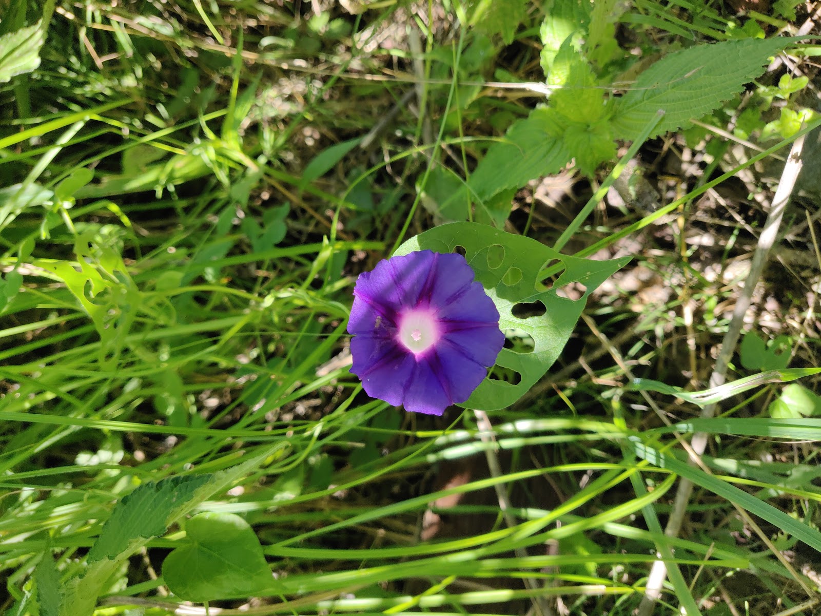 HPTDC Apple Orchards
