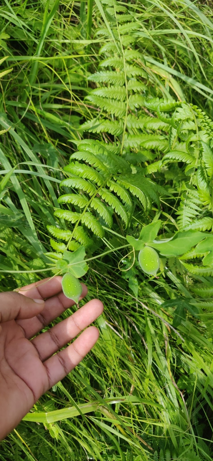 HPTDC Apple Orchards