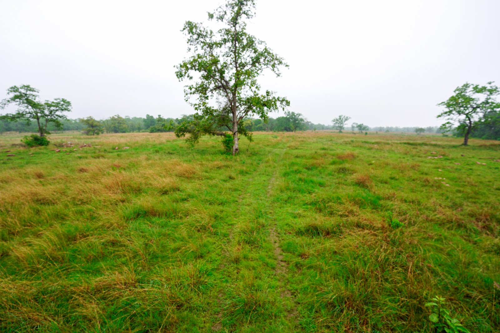 Gharghoda Forest