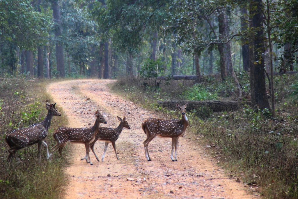 Gharghoda Forest