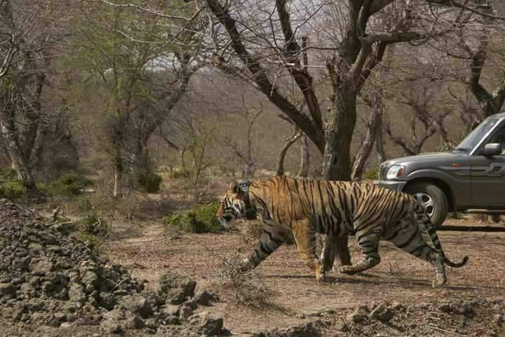 Mukundara Hills Tiger Reserve