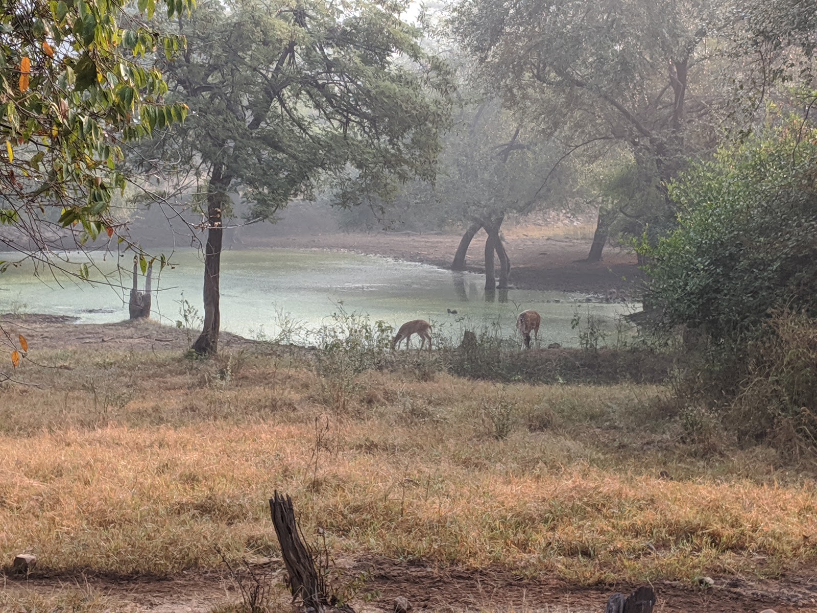 Sariska Tiger Reserve