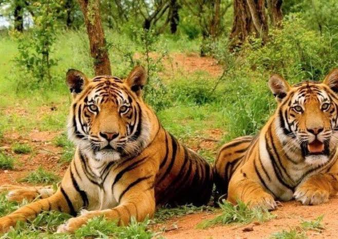 Sariska - Wildlife and Heritage Destination in Rajasthan