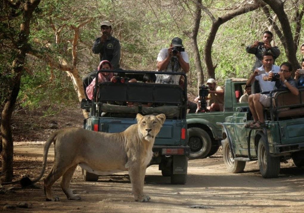 Sasan Gir, Gujarat: Lion Safari, Wildlife, Hotels & Travel Guide