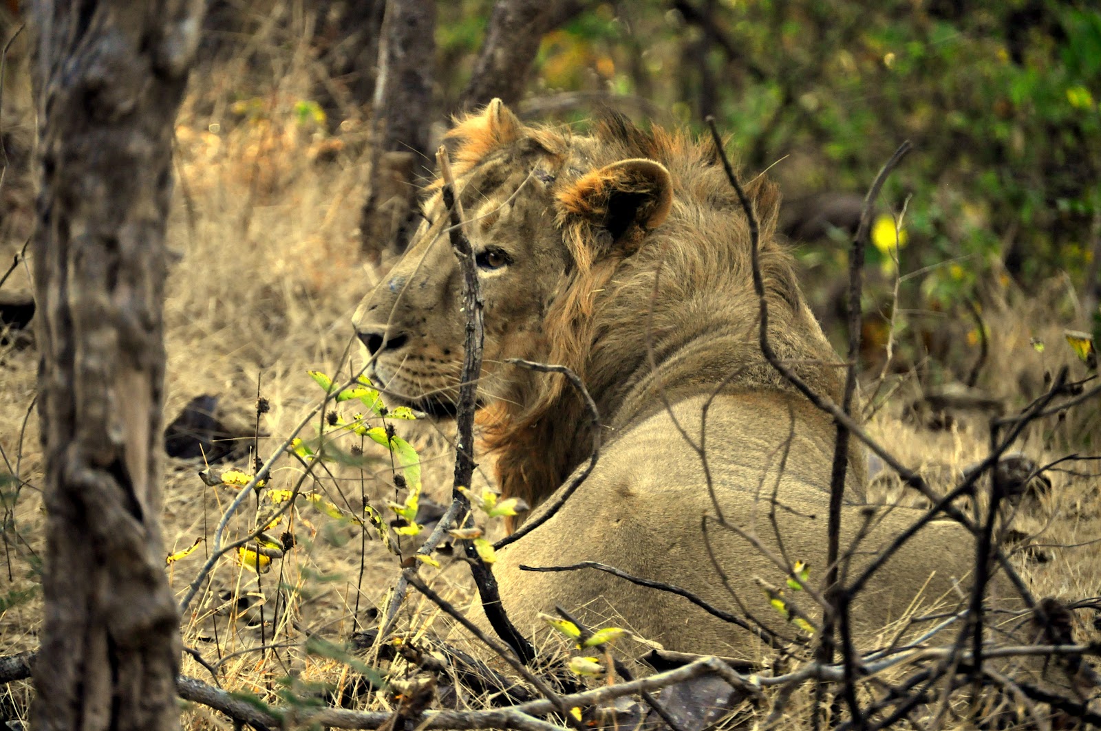 Gir National Park
