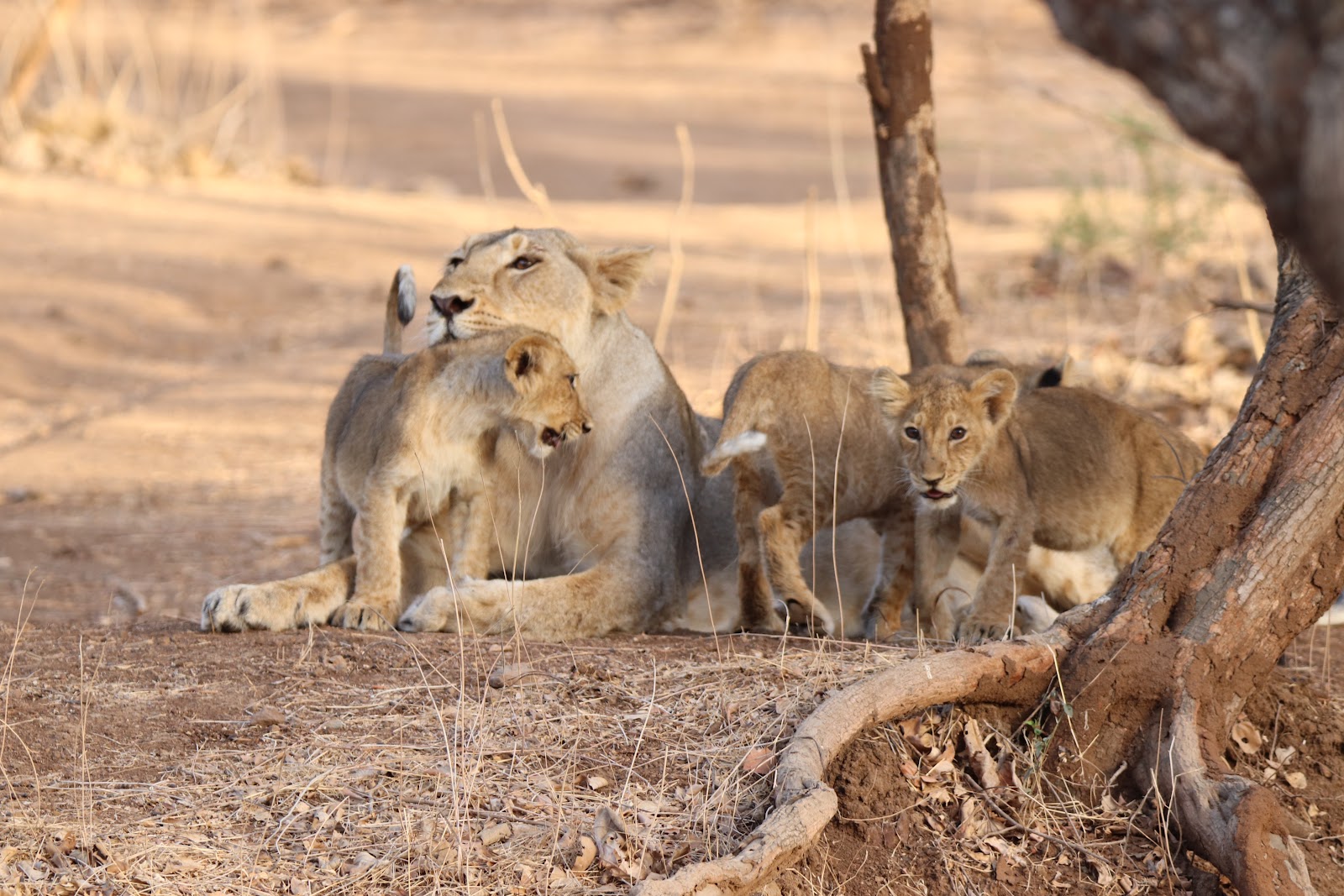 Gir National Park