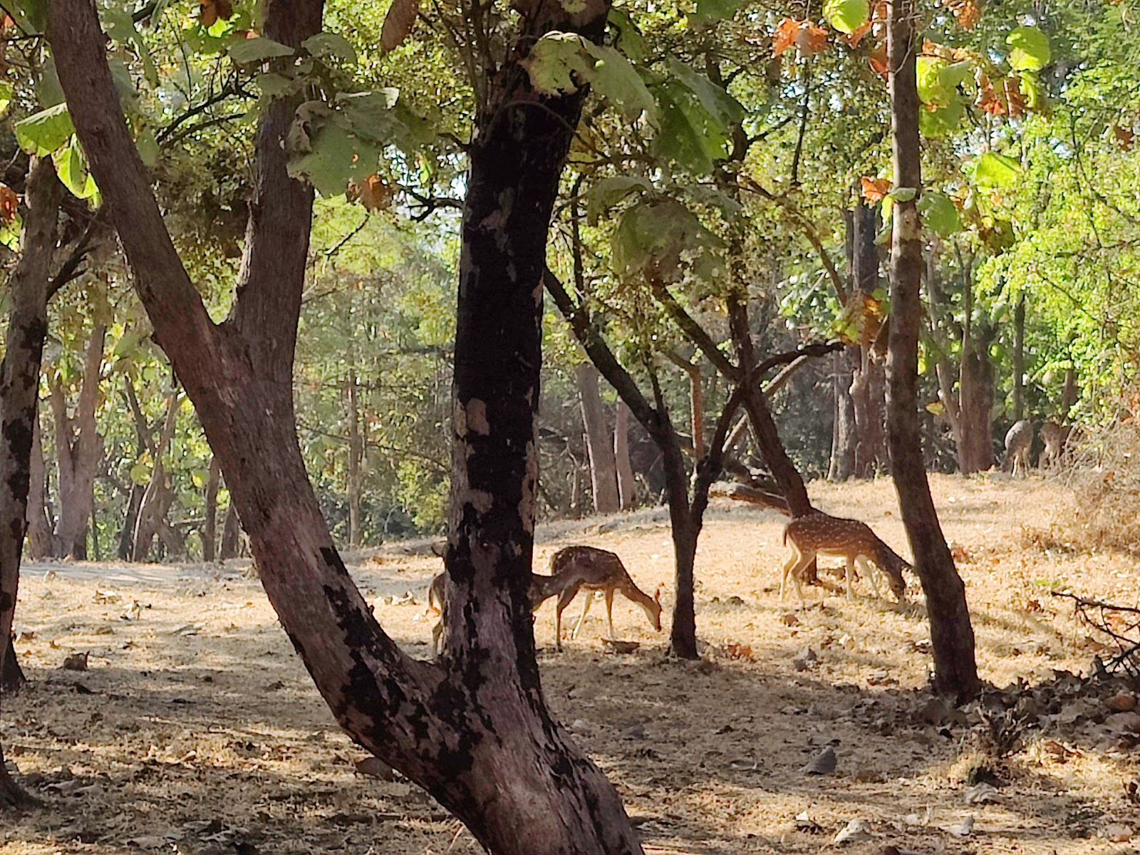 Gir National Park