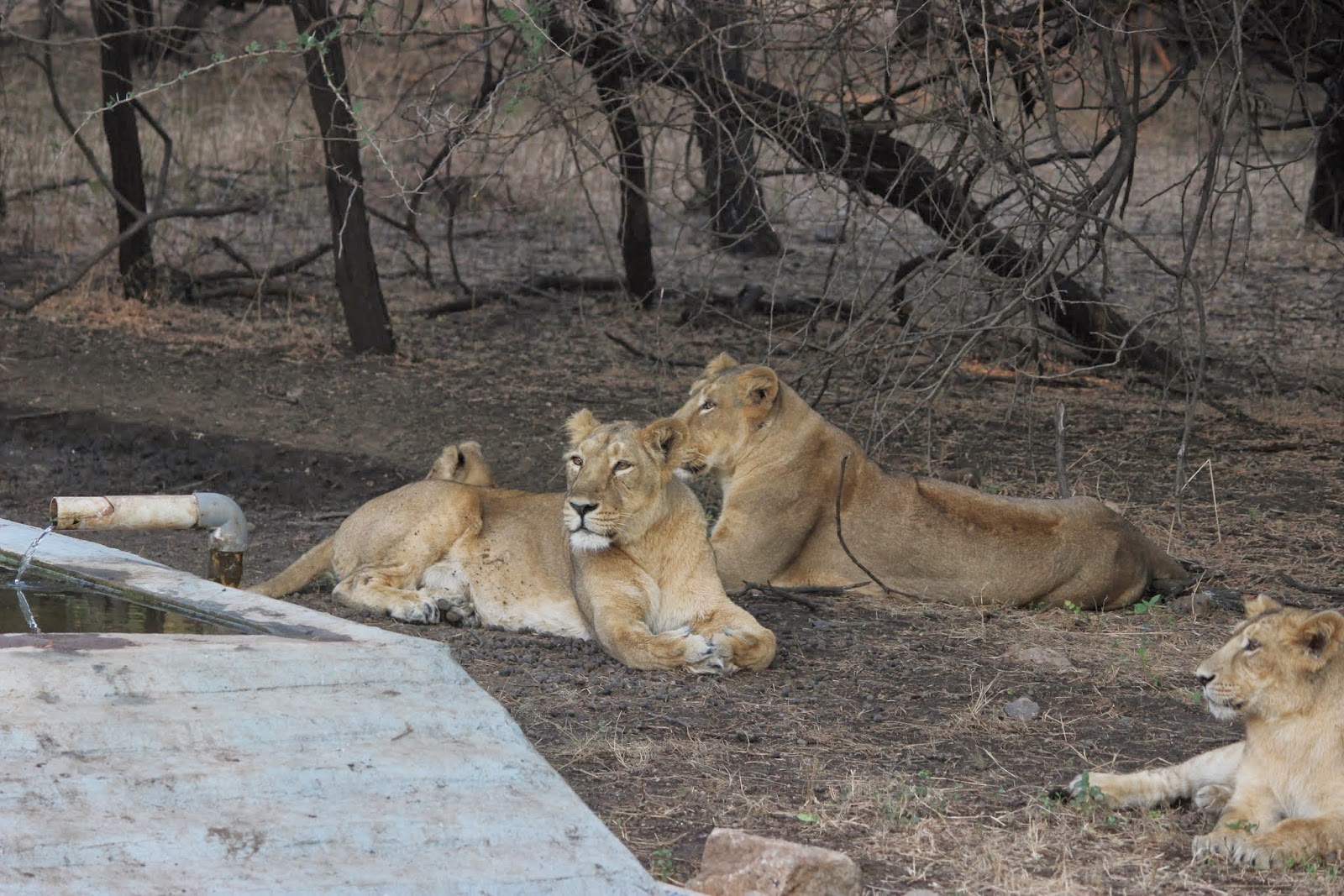 Gir Interpretation Zone