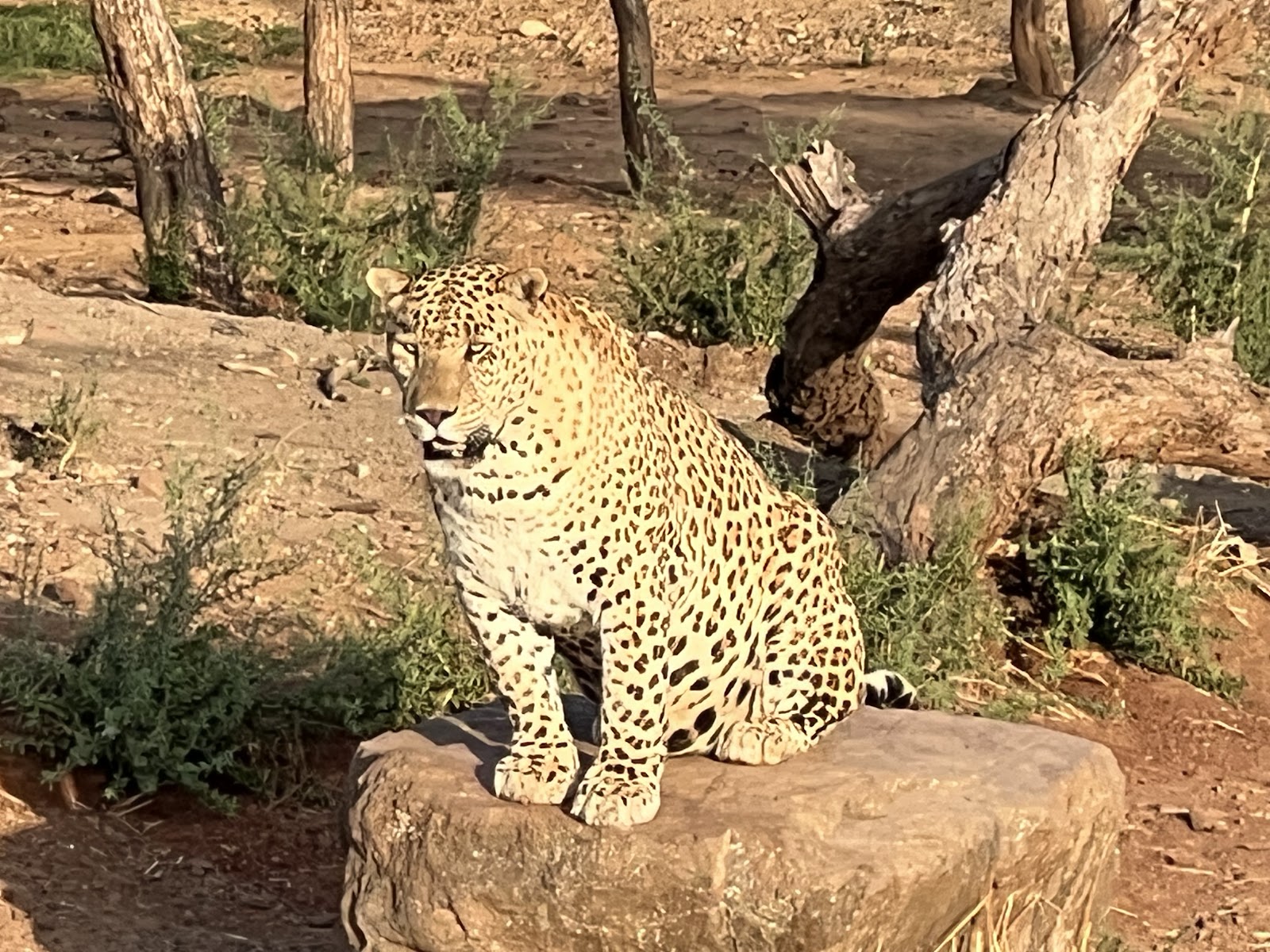 Gir Interpretation Zone