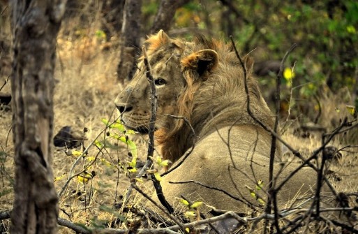 Gir National Park